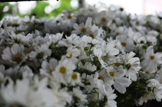 Cosmos - bunch