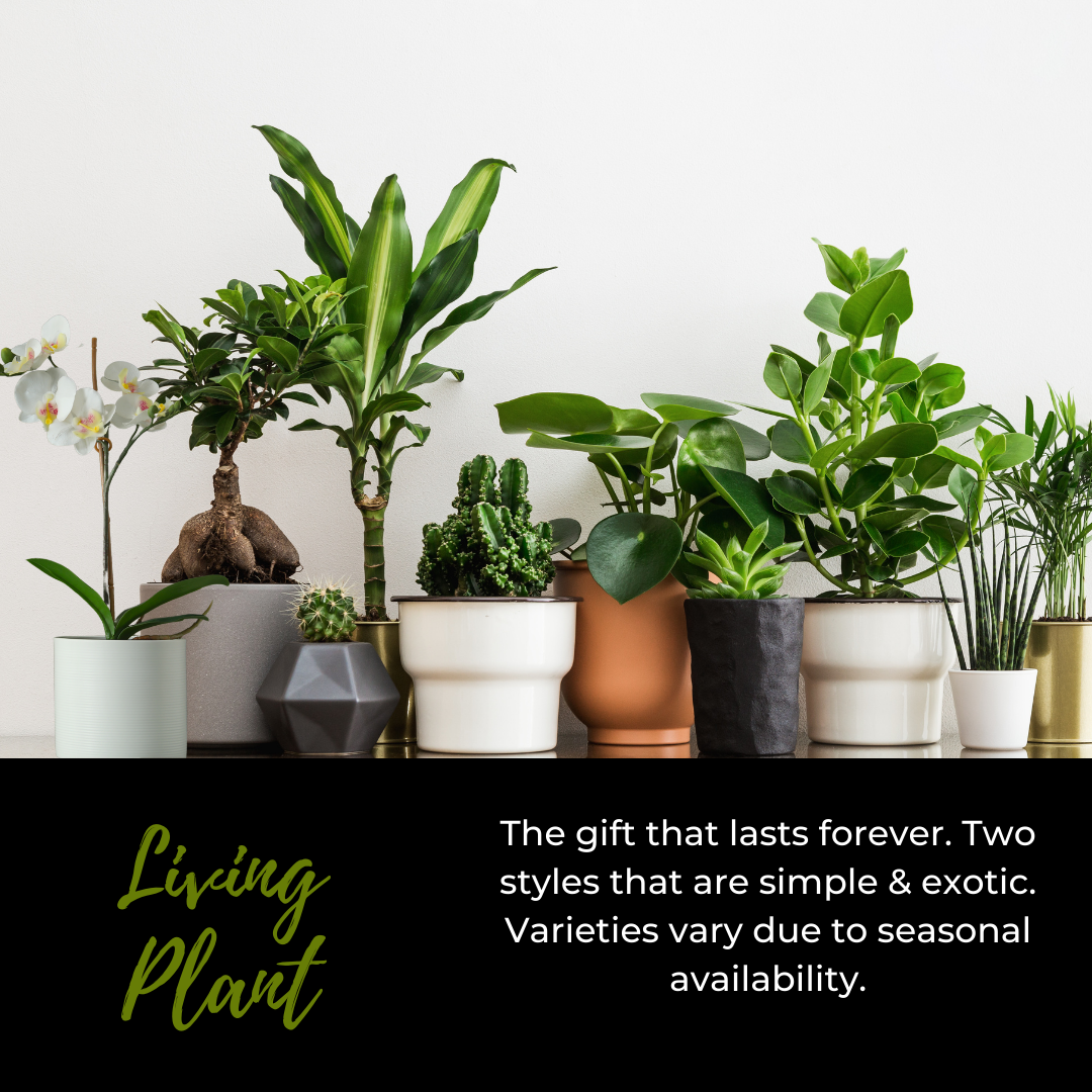 Living Plant