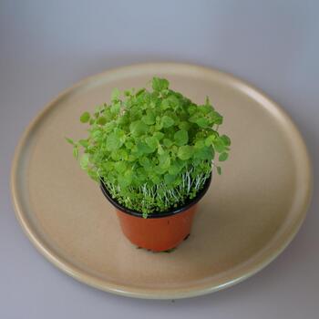 Baby Herbs Punnet Mint