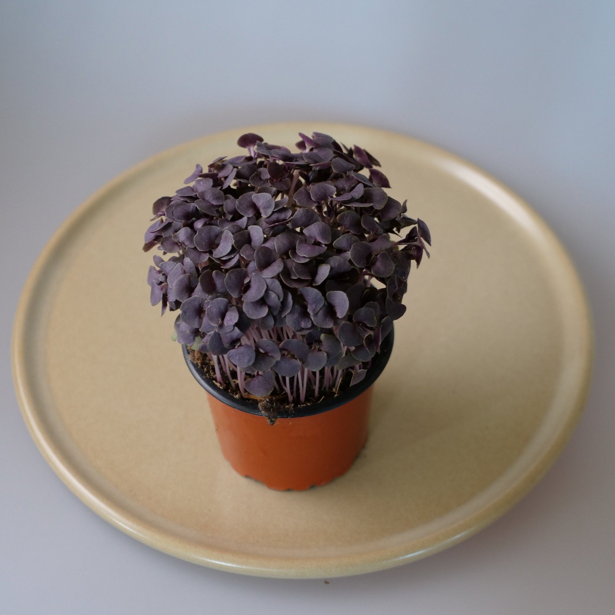 Baby Herbs Purple Basil