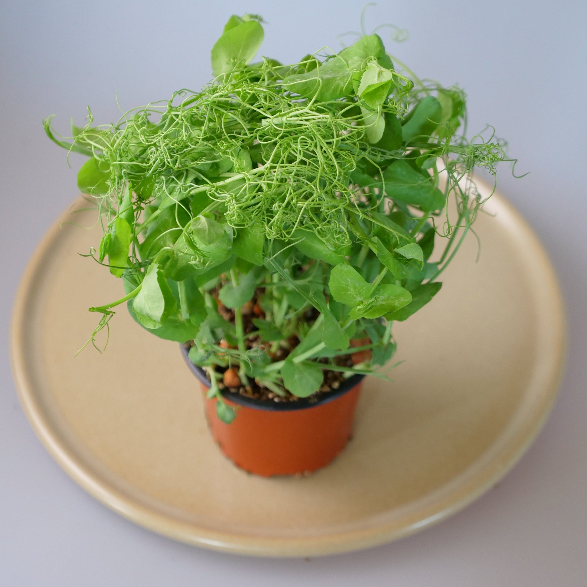 Baby Herbs punnet Snow Pea Tendrils