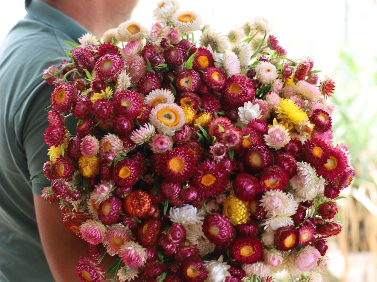 Paper Daisy - bunch