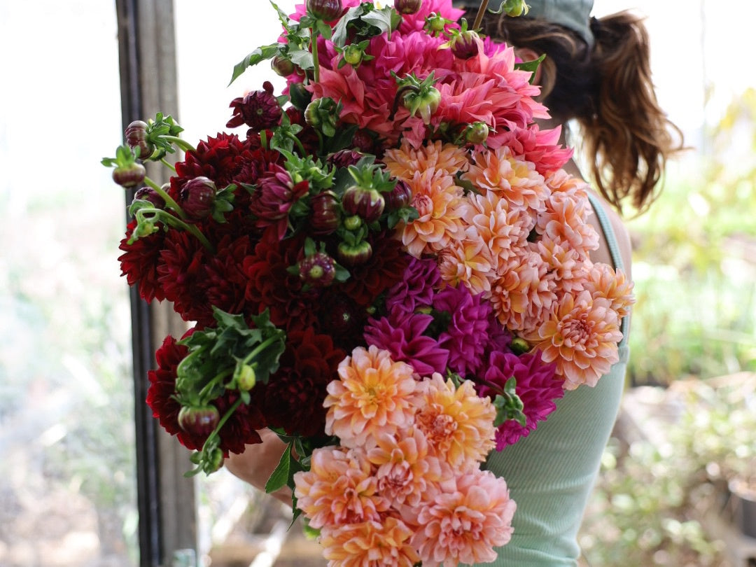 Dahlia - bunch