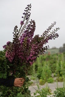 Delphinium  - bunch