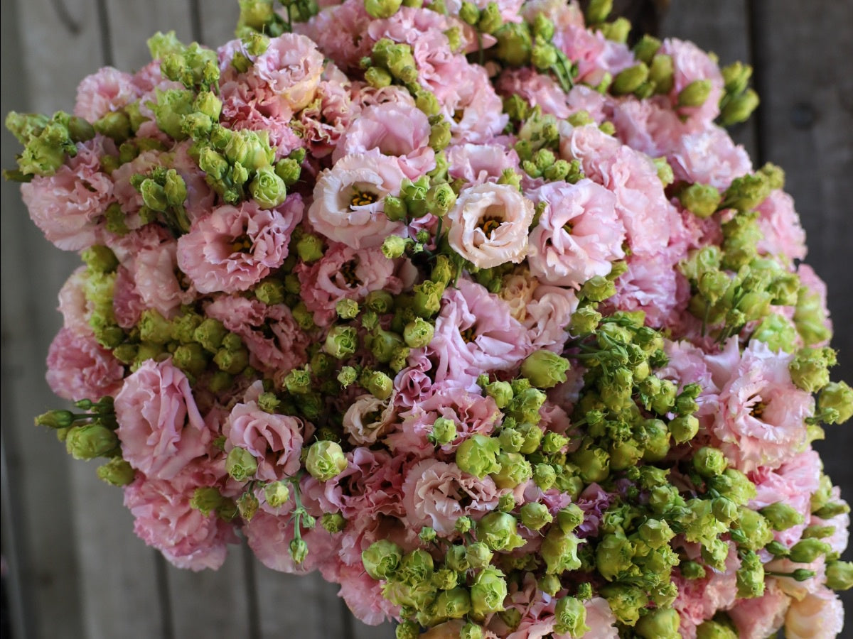 Lisianthus - Bunch