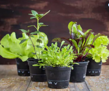 Vegetable Seedlings
